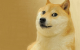 DOGE.