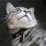 Photo by Lori Matsumoto.